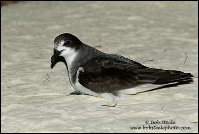 Bonin Petrel (Pterodroma hypoleuca)