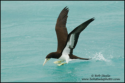Brown Booby (Sula leucogaster)
