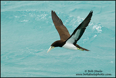 Brown Booby (Sula leucogaster)
