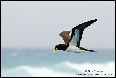 Brown Booby (Sula leucogaster)