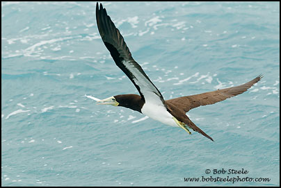 Brown Booby (Sula leucogaster)