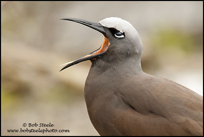 Brown Noddy (Anous stolidus)
