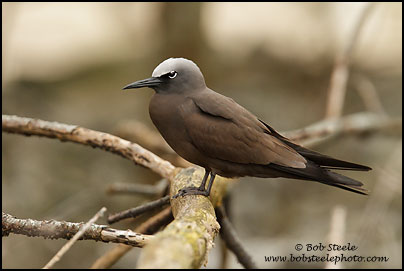 Brown Noddy (Anous stolidus)