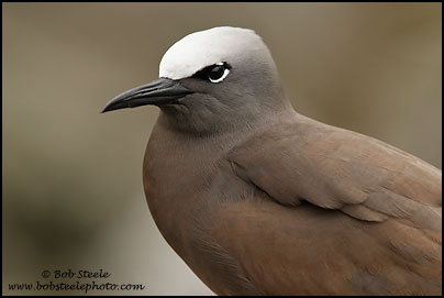 Brown Noddy (Anous stolidus)