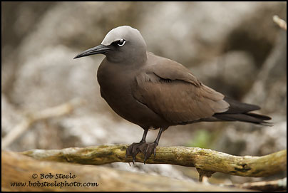 Brown Noddy (Anous stolidus)