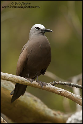 Brown Noddy (Anous stolidus)