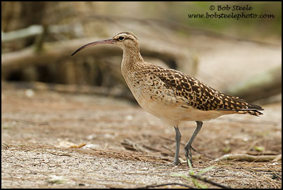 Bristle-thighed Curlew (Numenius tahitiensis)