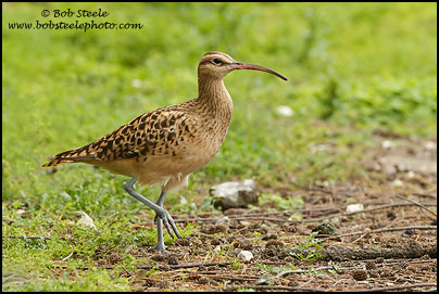 Bristle-thighed Curlew (Numenius tahitiensis)