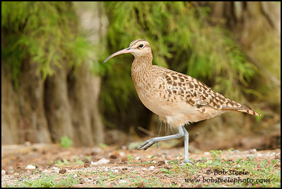 Bristle-thighed Curlew (Numenius tahitiensis)