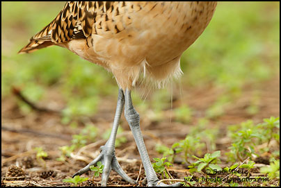 Bristle-thighed Curlew (Numenius tahitiensis)
