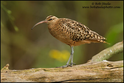 Bristle-thighed Curlew (Numenius tahitiensis)