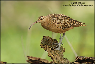 Bristle-thighed Curlew (Numenius tahitiensis)