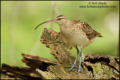 Bristle-thighed Curlew (Numenius tahitiensis)