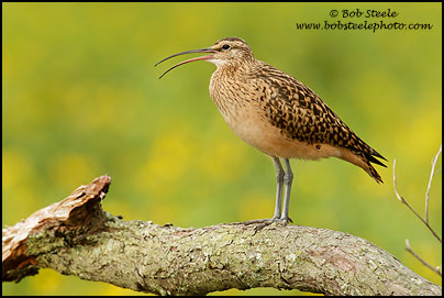 Bristle-thighed Curlew (Numenius tahitiensis)