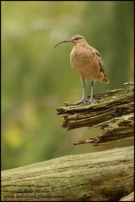 Bristle-thighed Curlew (Numenius tahitiensis)