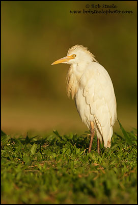 Cattle Egret (Bubulcus ibis)