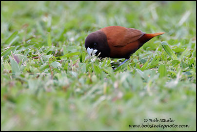 Chestnut Munia (Lonchura atricapilla)