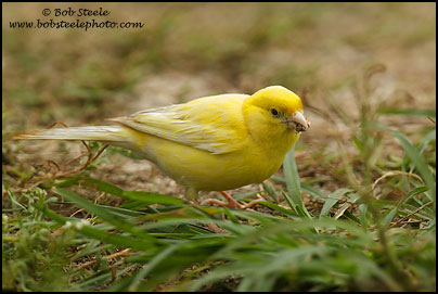 Atlantic (Common) Canary (Serinus canaria)