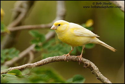 Atlantic (Common) Canary (Serinus canaria)