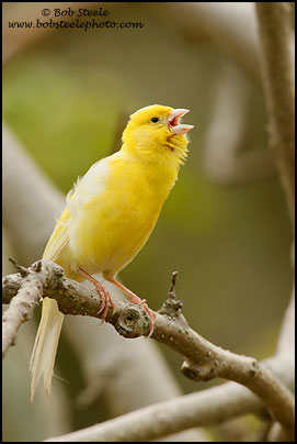 Atlantic (Common) Canary (Serinus canaria)