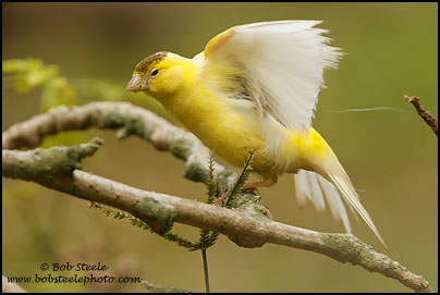 Atlantic (Common) Canary (Serinus canaria)