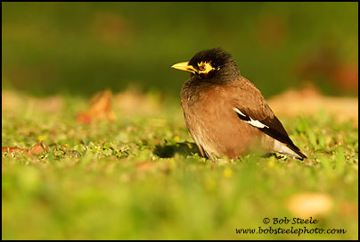 Common Myna (Acridotheres tristis)