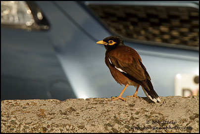 Common Myna (Acridotheres tristis)