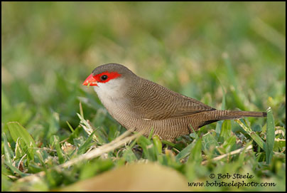 Common Waxbill (Estrilda astrild)