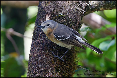 Kauai Elepaio (Chasiempis sclateri)