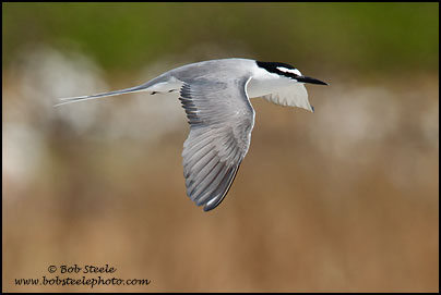 Spectacled (Grey-backed) Tern (Onychoprion lunatus)