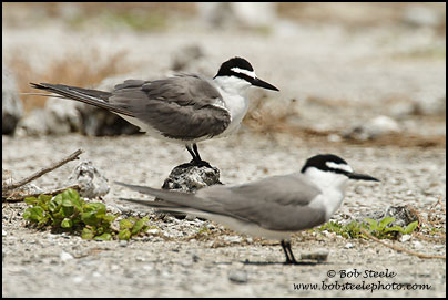 Spectacled (Grey-backed) Tern (Onychoprion lunatus)