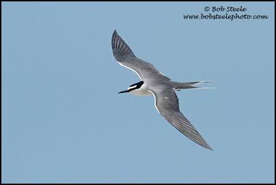 Spectacled (Grey-backed) Tern (Onychoprion lunatus)