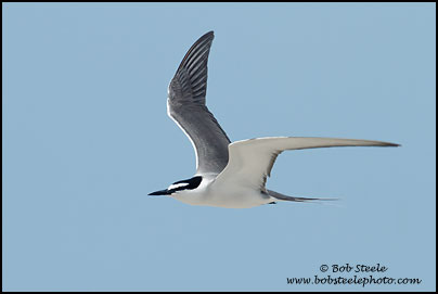 Spectacled (Grey-backed) Tern (Onychoprion lunatus)