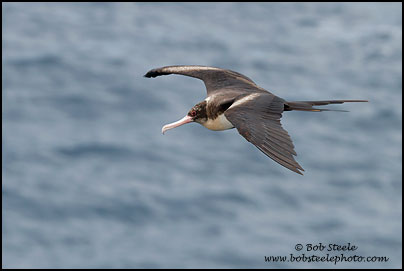 Great Frigatebird (Fregata minor)