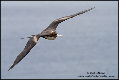 Great Frigatebird (Fregata minor)