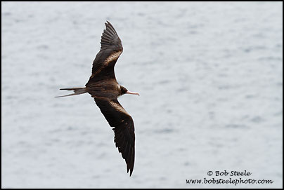 Great Frigatebird (Fregata minor)