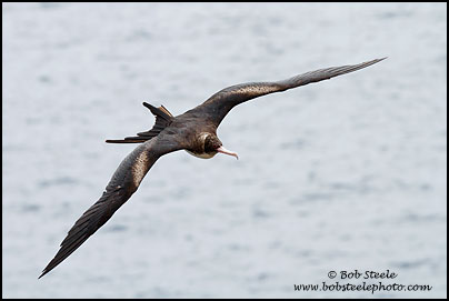 Great Frigatebird (Fregata minor)