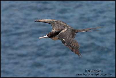 Great Frigatebird (Fregata minor)
