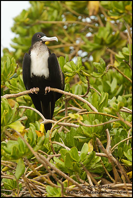 Great Frigatebird (Fregata minor)