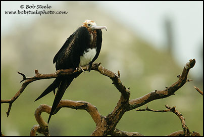 Great Frigatebird (Fregata minor)