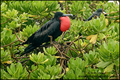 Great Frigatebird (Fregata minor)