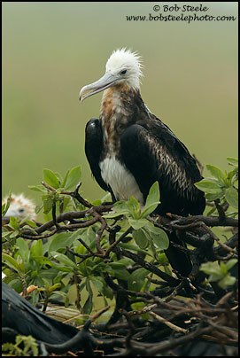 Great Frigatebird (Fregata minor)