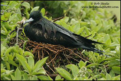 Great Frigatebird (Fregata minor)