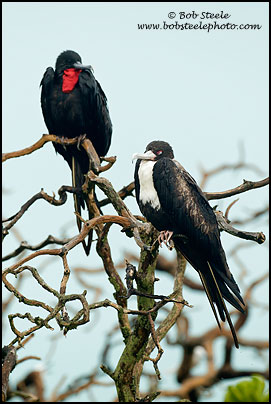 Great Frigatebird (Fregata minor)
