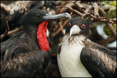 Great Frigatebird (Fregata minor)