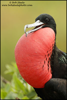 Great Frigatebird (Fregata minor)