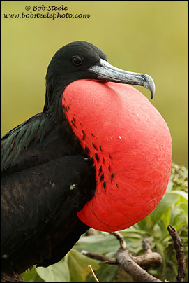 Great Frigatebird (Fregata minor)