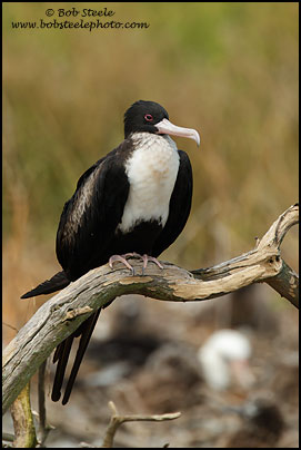 Great Frigatebird (Fregata minor)
