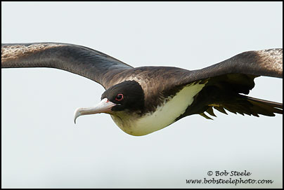 Great Frigatebird (Fregata minor)