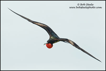 Great Frigatebird (Fregata minor)